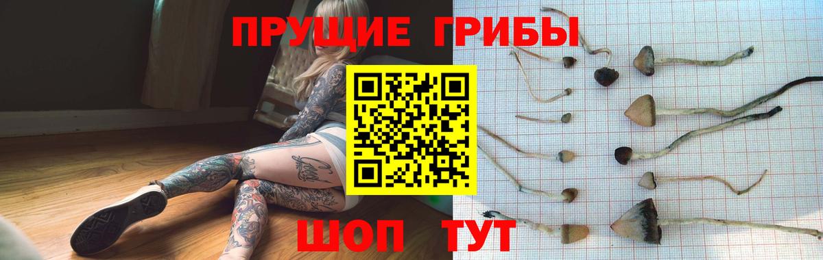 Галлюциногенные грибы Cubensis  Вход с VPN  Минусинск  Галлюциногенные грибы Cubensis 